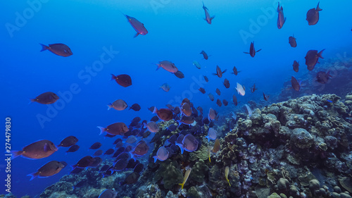 Seascape of coral reef in the Caribbean Sea around Curacao with school of fish  coral and sponge