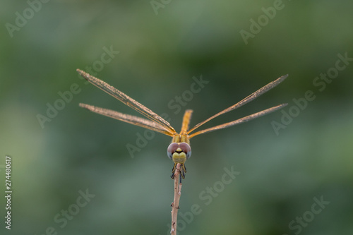 Closeup of a dragonfly with green background
