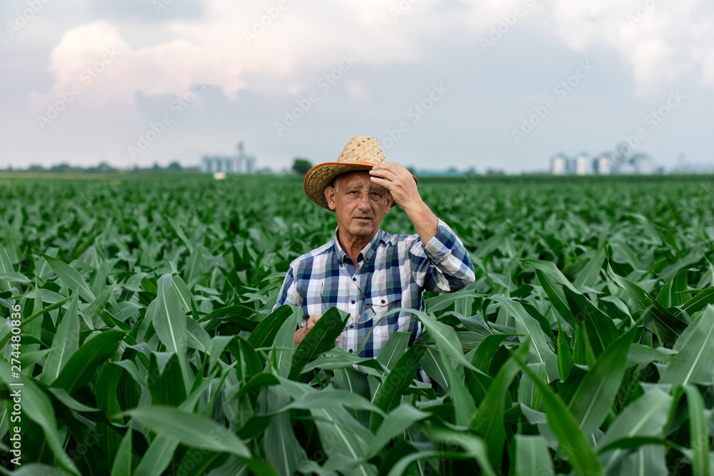 Portrait of senior farmer standing in corn field examining crop. Portrait of senior farmer standing in corn field examining crop.