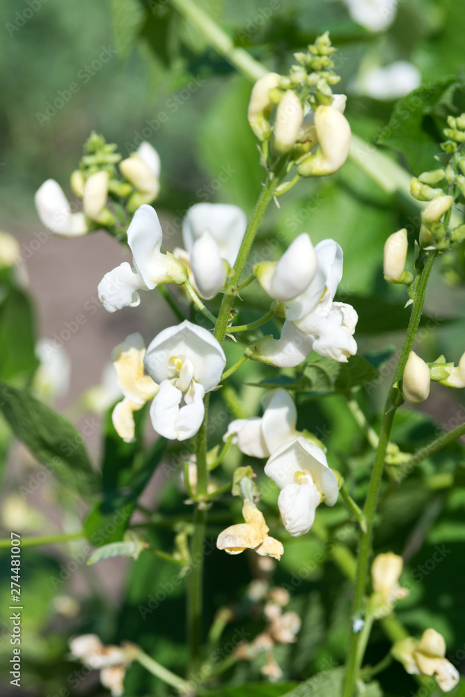 Fototapeta premium White beans bloom in the rays of the bright sun. Growing organic vegetables and legumes on the farm. Useful and tasty product.