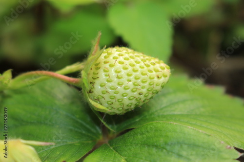 Fragaria Ananassa - Strawberry
