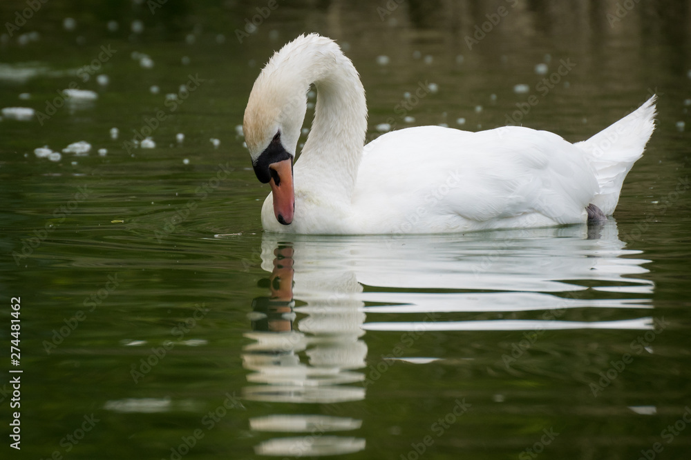 Fototapeta premium Cisne mirando su reflejo en un lago