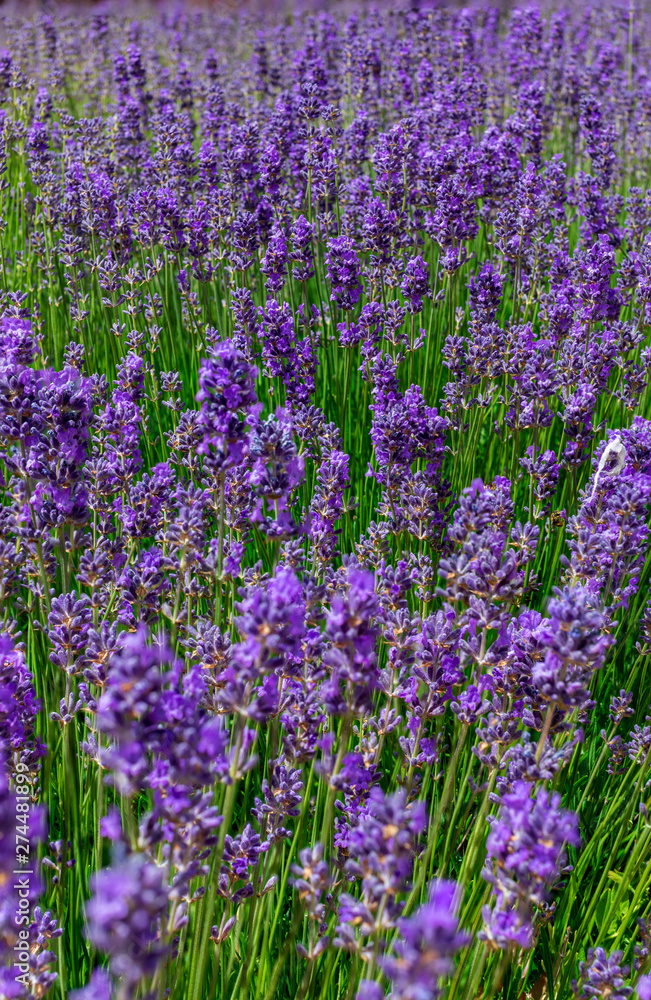 Beautiful and colorful lavender (aromatic) plant full of flowers. Beautiful and colorful lavender (aromatic) plant full of flowers.