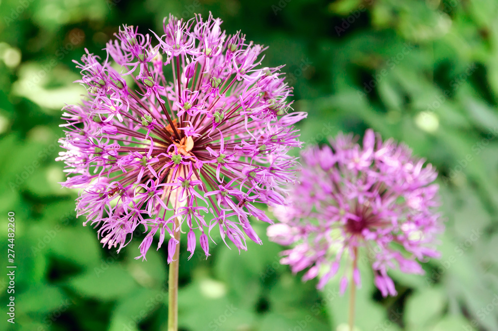 Purple inflorescence of decorative onions in the garden. Purple inflorescence of decorative onions in the garden.