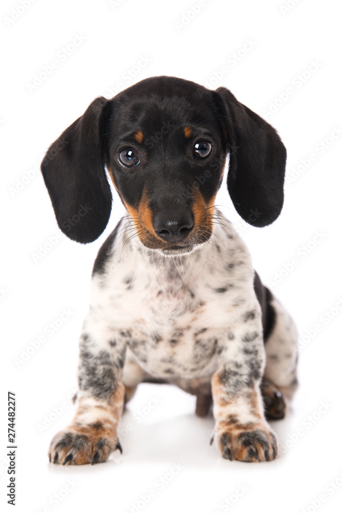Piebald miniature dachshund hotsell