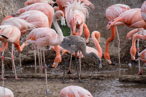 Flamenco caribe  o