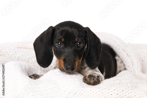 Miniature piebald dachshund lying on a blanket © DoraZett