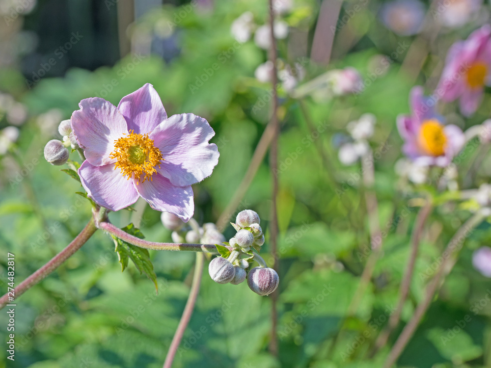 Fototapeta premium Blühende Herbstanemonen, Anemone hupehensis