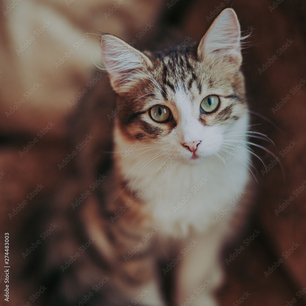 Portrait of fluffy cat with green eyes Portrait of fluffy cat with green eyes