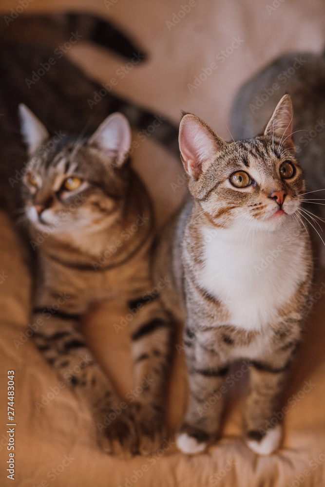 Portrait of two kittens with yellow eyes