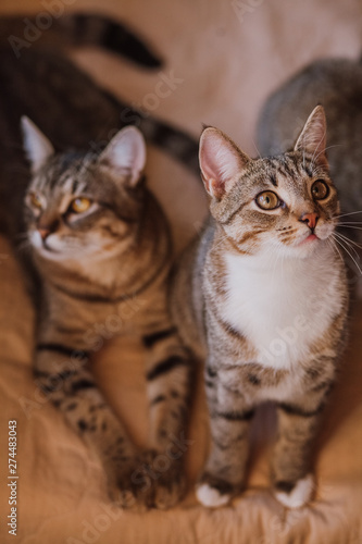 Portrait of two kittens with yellow eyes