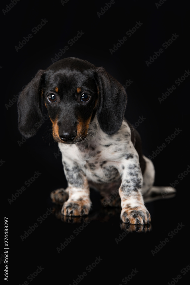 Black piebald best sale dachshund