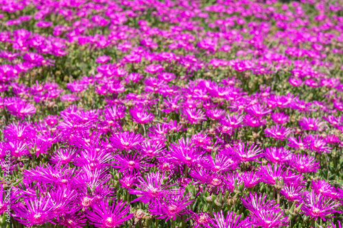 Lampranthus magenta flowers with succulent leaves in fully bloom