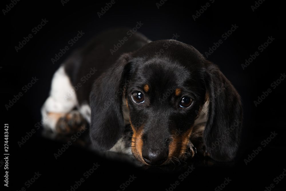 Cute miniature piebald dachshund on black background
