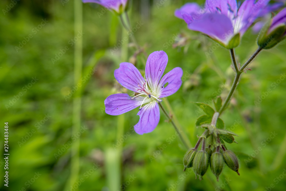 Purple Geranium sylvaticum flower in the park Purple Geranium sylvaticum flower in the park