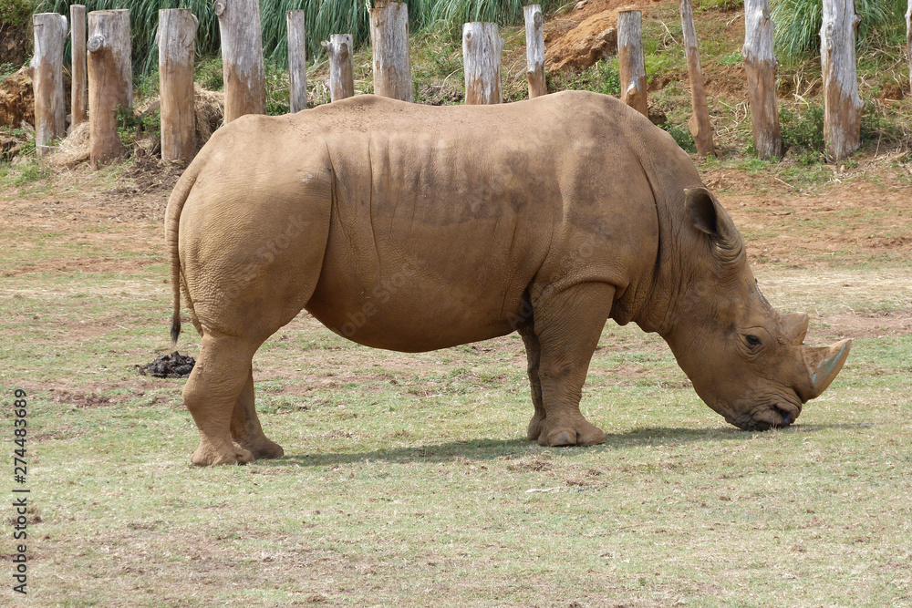 Fototapeta premium White rhinoceros photography in captivity