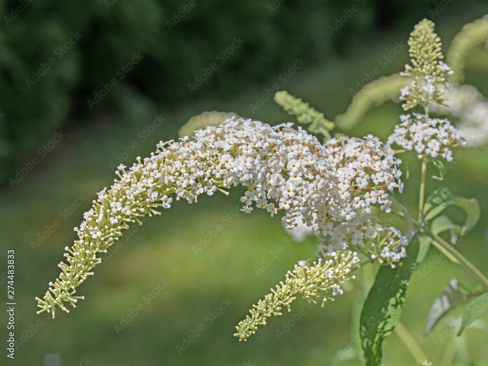 Blühender Schmetterlingsflieder, Buddleja davidii Blühender Schmetterlingsflieder, Buddleja davidii