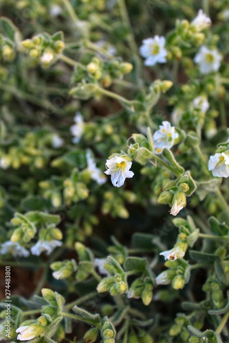 MIRABILIS LAEVIS, commonly Wishbone Bush, Southern Mojave Desert native, witness in Joshua Tree National Park, we must step up global conservation or our generations after face biological collapse.