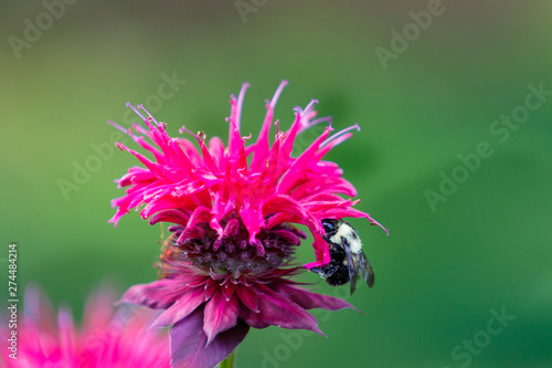 Bumble Bee on Bee Balm