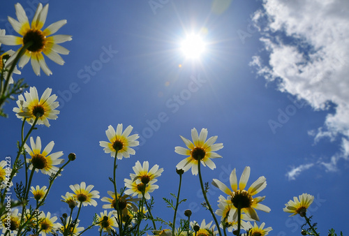 Beautiful daisies seen from below with splendid blue sky  clouds  and intense sun