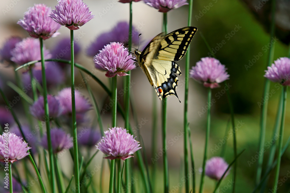 The old world swallowtail (Papilio machaon) moving wings up and down while feeding in chives. The old world swallowtail (Papilio machaon) moving wings up and down while feeding in chives.