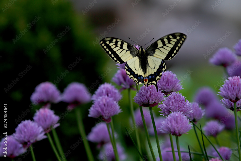Obraz premium The old world swallowtail (Papilio machaon) moving wings up and down while feeding in chives.