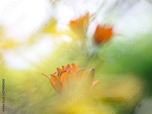 A bright golden orange Asiatic lily flower (Lilium bulbiferum) in soft composition in garden