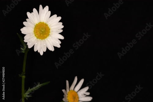 daisy with water droplets on black background