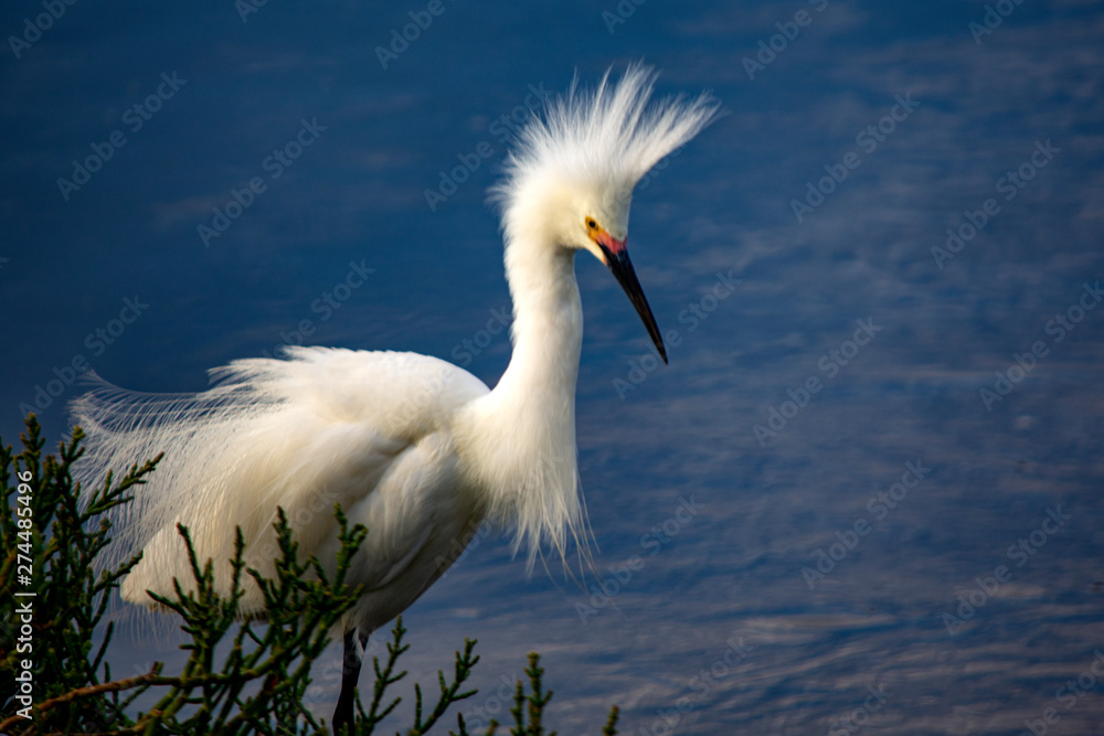 snowy egret on blue water background snowy egret on blue water background