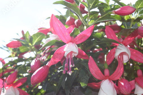 Fuchsie im Garten