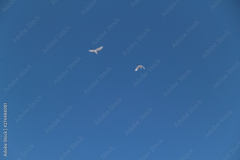 Fototapeta premium Two white herons are flying against the blue sky