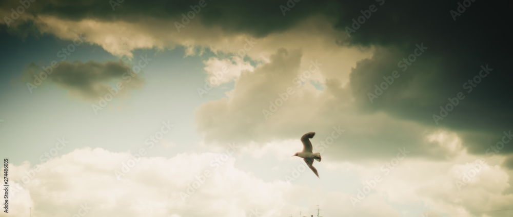 Seagull flying on cloudy beautiful blue sky Seagull flying on cloudy beautiful blue sky