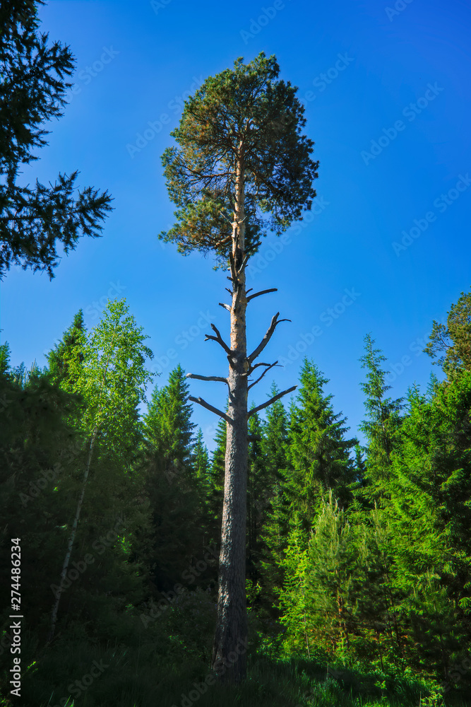Fototapeta premium Summer meadow landscape with green grass and wild flowers on the background of a coniferous forest.