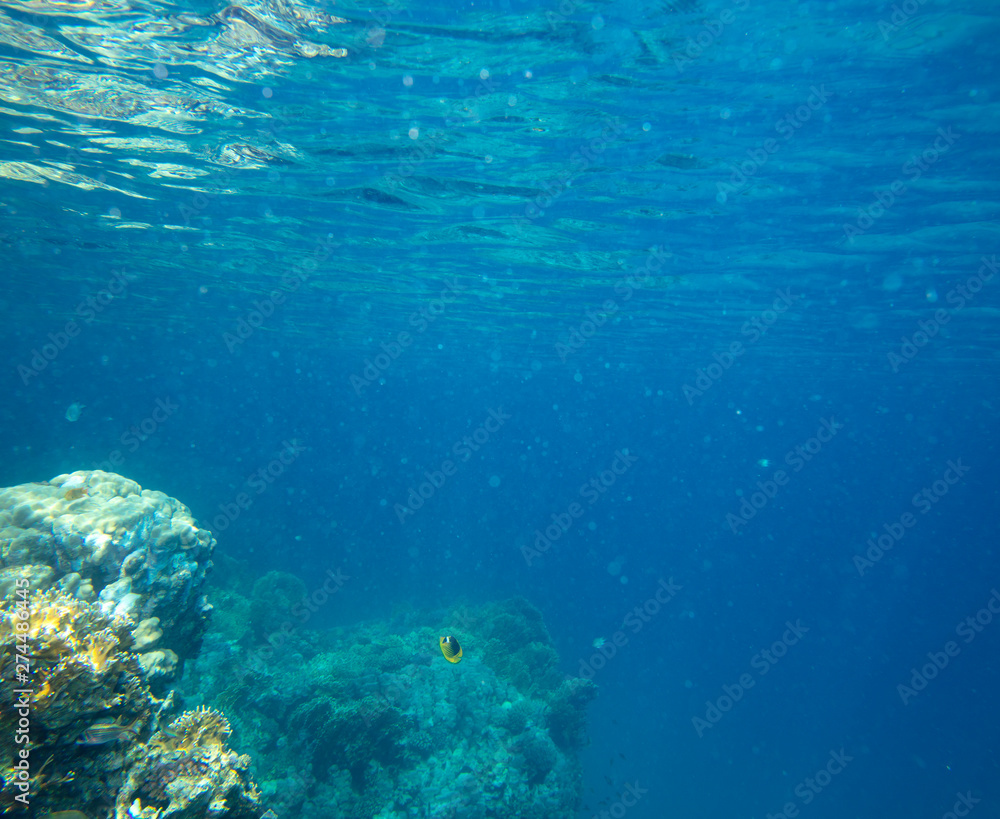 Obraz premium sea fish near coral, underwater