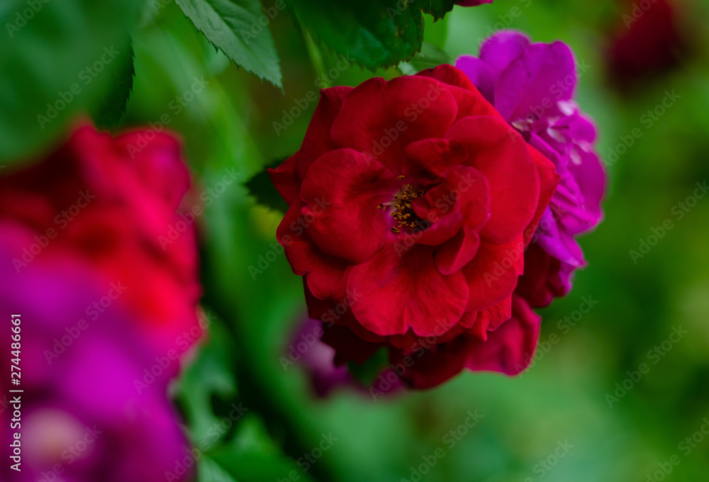 red and purple rose red and purple rose