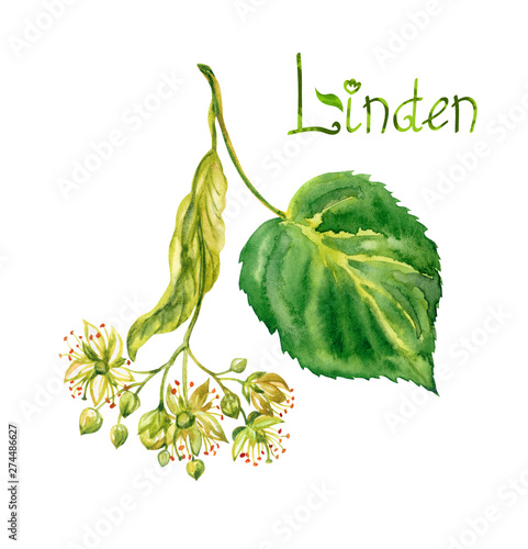 Flowers and leaves of a linden with the inscription 