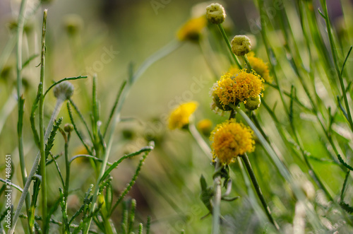yellow flower