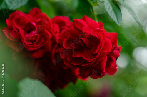 red roses