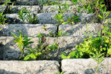 Old concrete stairs. Green grass sprouts through concrete blocks.