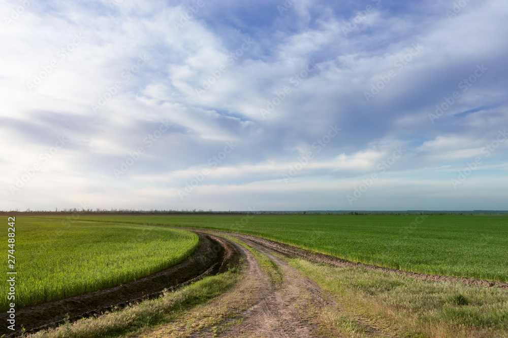 Fototapeta premium earthen road around green field / agriculture countryside