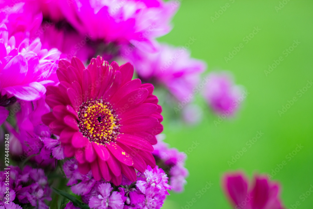 Pink flower with yellow pollen and blur background Pink flower with yellow pollen and blur background