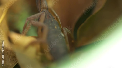 Extreme close-up high angle panning shot of a huge centruroides marganitatus tropical rainforest scorpion crawling from a large yellow leaf at a conservation center, Costa Rica photo