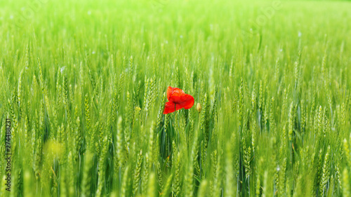 bright day red poppies close-up / wild flowers early summer