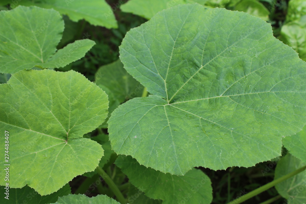 Green muscat pumpkin leaves, textured. Macro photography. Green muscat pumpkin leaves, textured. Macro photography.
