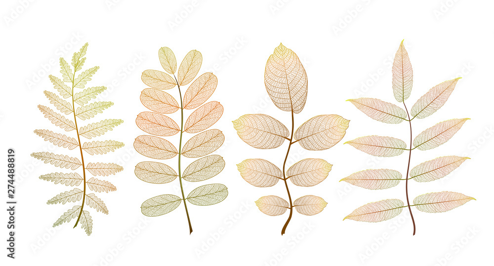 Set leaves. Vector illustration. EPS 10. Set leaves. Vector illustration. EPS 10.