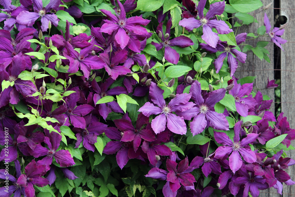 Deep Purple Clematis Climbing Flower Vine, Many Blossoms Deep Purple Clematis Climbing Flower Vine, Many Blossoms