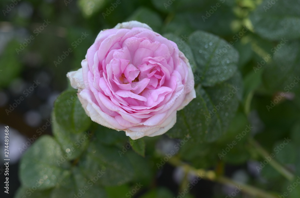 Pink Rose flower with raindrops on background pink roses flowers. Nature. Pink Rose flower with raindrops on background pink roses flowers. Nature.