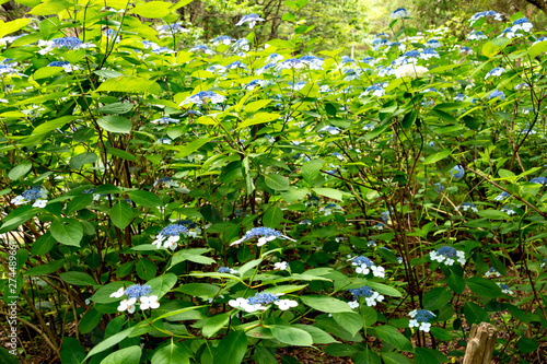 Wallpaper Mural Hydrangea in full bloom in Japan Torontodigital.ca