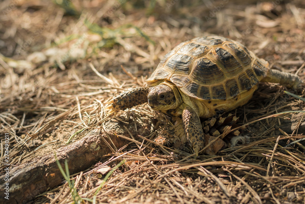 Naklejka premium Central Asian tortoise also as Asian brown turtle walks through the woods