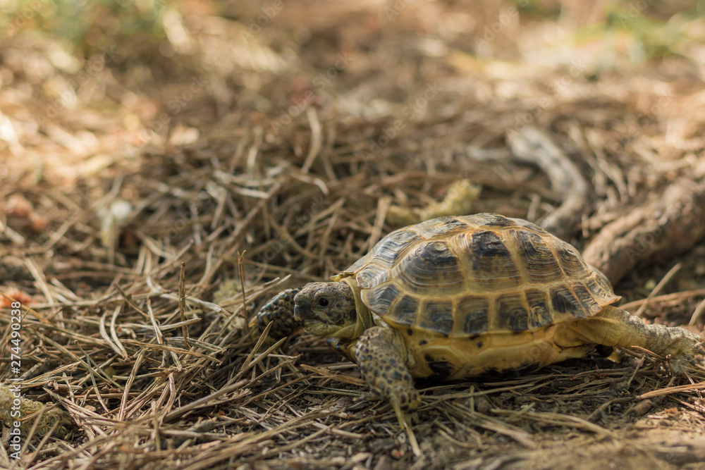 Central Asian tortoise also as Asian brown turtle walks through the woods Central Asian tortoise also as Asian brown turtle walks through the woods